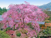 毎年美しい花を咲かせる樹齢100年の八重紅枝垂れ桜。4月上旬から中旬頃に見頃です。